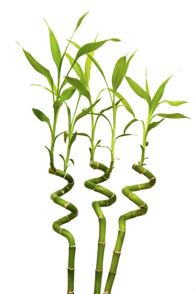 Germogli isolati di un bambù verde — Foto Stock