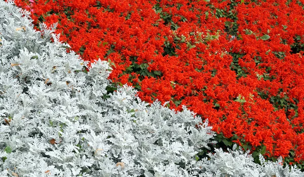 Фон червоних і сірих рослин — стокове фото