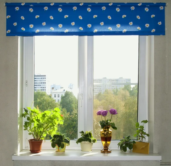 stock image At a window stand flowers