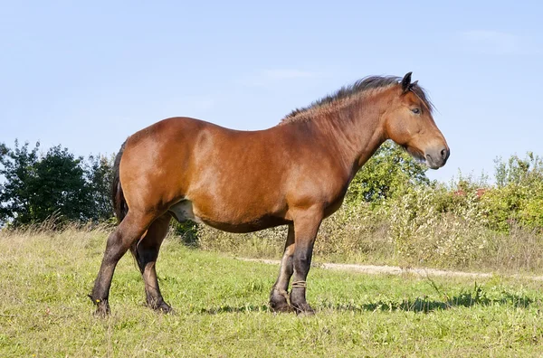 強い国の作業馬の牧草地に — ストック写真