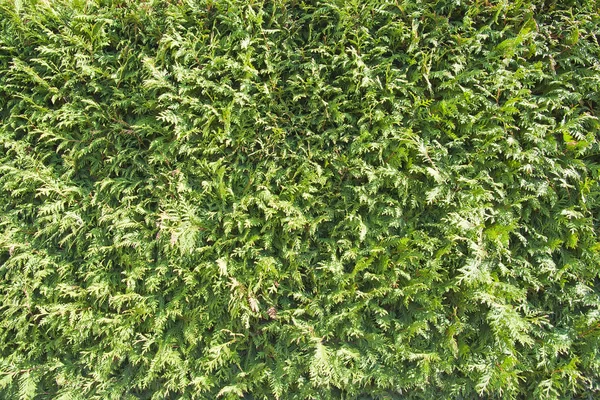 Вічнозелені рослини на Туя і сонячний день — стокове фото