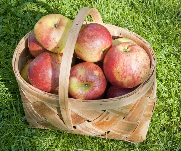 La cesta de las manzanas rojas sobre la hierba sobre el claro solar — Foto de Stock
