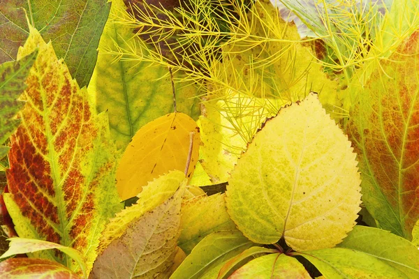 Жовтий осінній фон з садового листя — стокове фото
