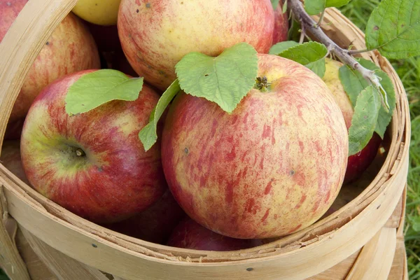 Cesta de maçãs vermelhas close-up — Fotografia de Stock