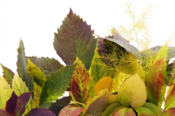 Gelber Herbsthintergrund aus Gartenblättern — Stockfoto