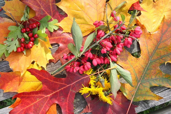 Antecedentes das folhas e frutos do outono — Fotografia de Stock