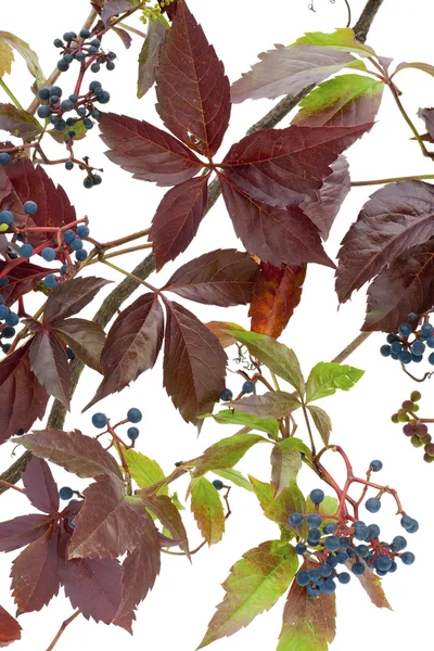 Jungfrun"vilda druvor i hösten i oktober — Stockfoto