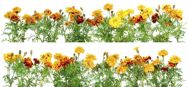 Mega border from French Marigold — 스톡 사진