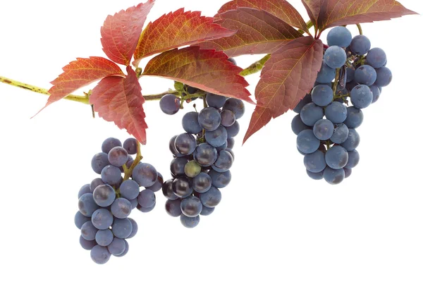 Geïsoleerde clusters van rode druiven — Stockfoto