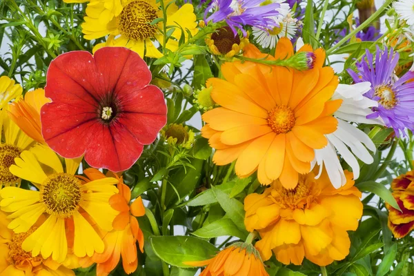 Oktober Blumen Makro Hintergrund — Stockfoto