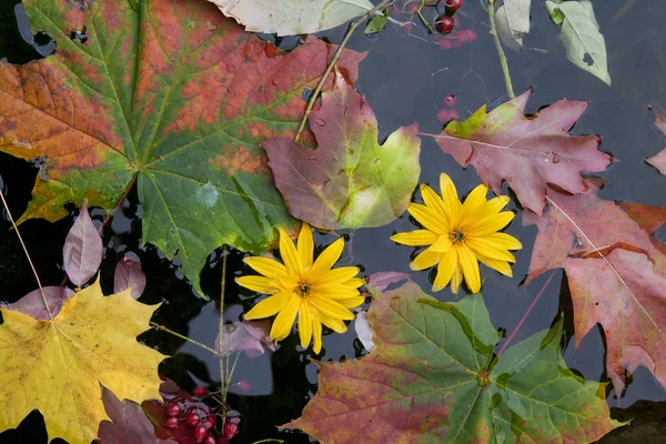 October, autumn leaves and plants in cold water — Stock Photo, Image