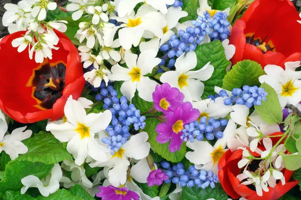 Springs flowers colors — Stock Photo, Image