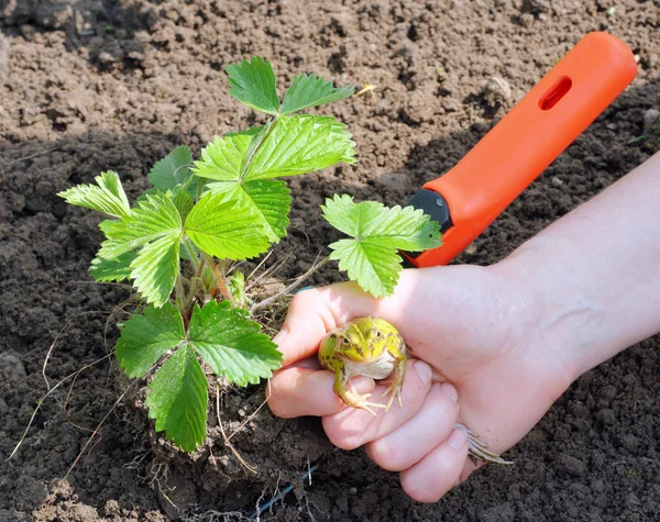 Planta av smultron och en groda — Stockfoto