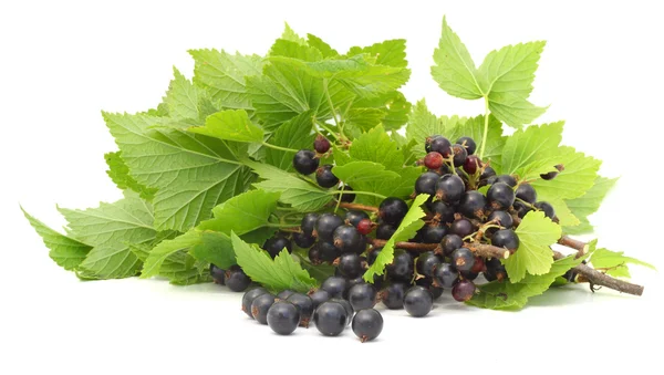 Black currant branches isolated — Stock Photo, Image