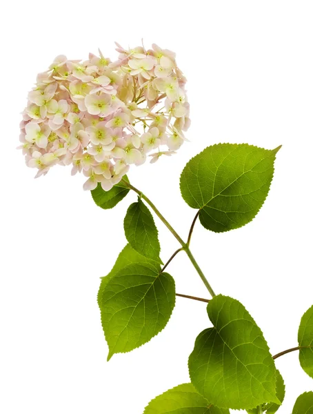 Tak van een bloem van een roze hortensia — Stockfoto