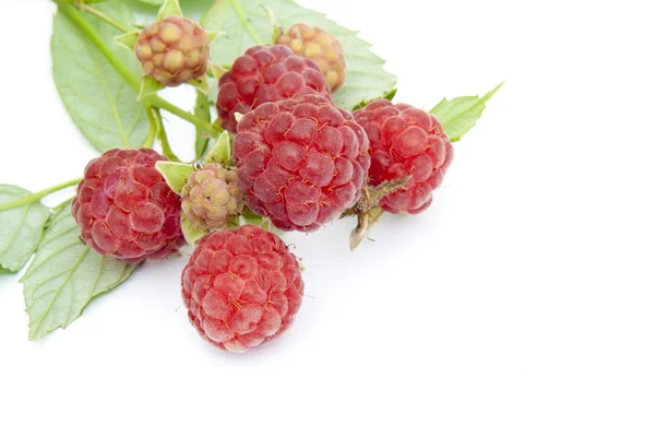 Raspberry on branch macro postcard — Stock Photo, Image