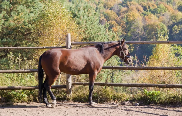 Bay horse against autumn wood — Stock Photo, Image