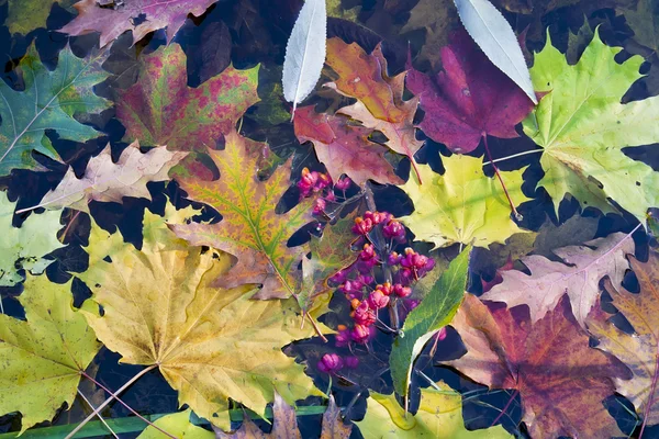 Folhas de outono em água fria — Fotografia de Stock