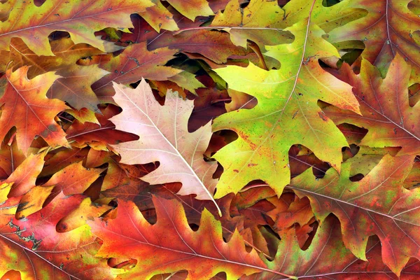 Jednoduché pozadí z podzimní listí — Stock fotografie