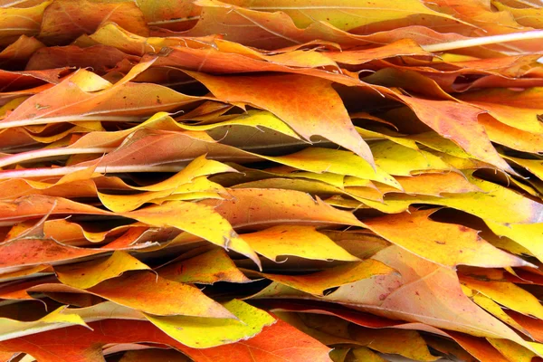 Bir akçaağaç sonbahar yapraklarının kenarları — Stok fotoğraf