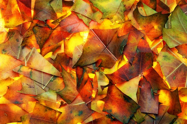 Fondo abstracto de las hojas de otoño —  Fotos de Stock
