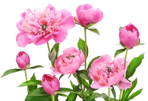 Pink June peonies and bugs — Stock Photo, Image