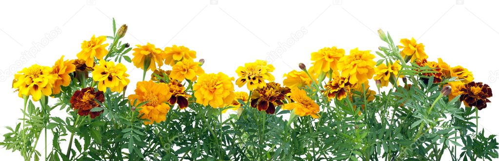 ᐈ Marigold flowers stock pictures, Royalty Free marigold images