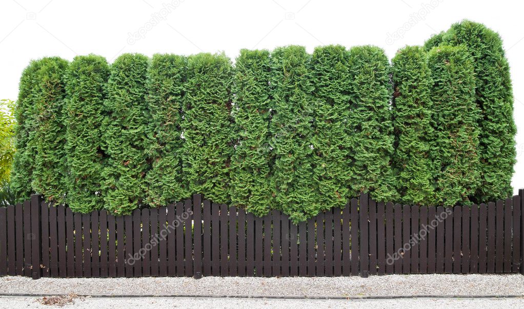 Fragment of a rural fence hedge from evergreen plants