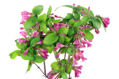 Bush of Pink Weigela isolated clipart