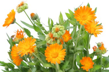 Bush of Calendula flowers clipart