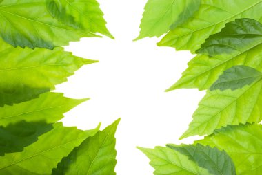 ggreen beyaz - yeşil kart kavramı üzerinde bırakır.