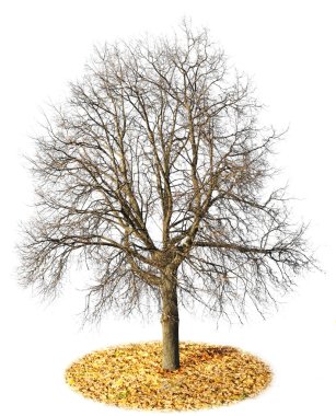 The lonely isolated tree without leaves clipart