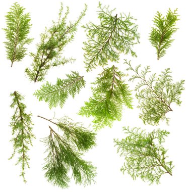 Evergreen plants branches isolated set clipart