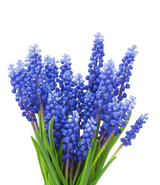 Springs flowers ( Muscari) background clipart