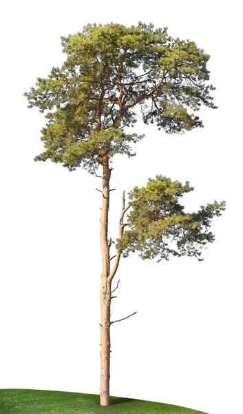 De eenzame pine groeit op de heuveltop — Stockfoto