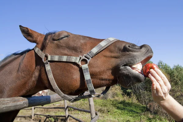 घोडा, सफरचंद आणि आनंद संकल्पना . — स्टॉक फोटो, इमेज
