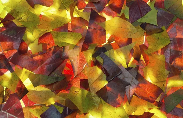 Фон з осіннього листя — стокове фото