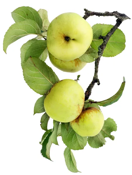 Real green apples on a branch with leaves — Stock Photo, Image