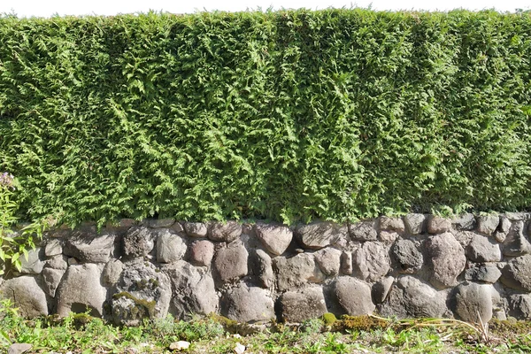 Fragment of a hedge — Stock Photo, Image