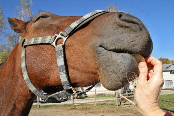 这匹马吃面包，高兴地概念. — 图库照片