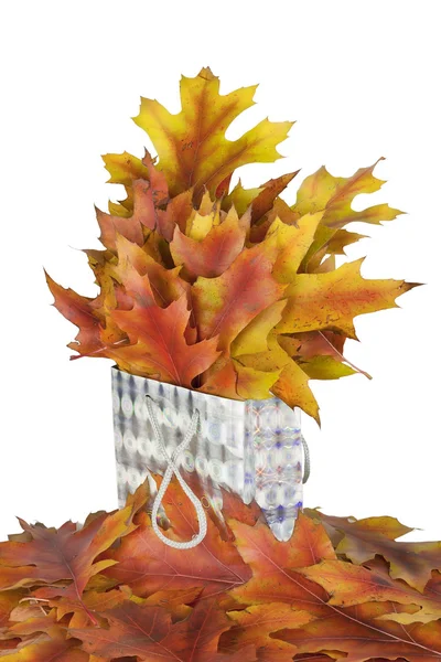 Golden oak bladen i en gåva — Stockfoto
