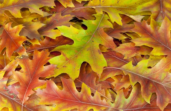 Desktop from autumn oak leaves — Stock Photo, Image