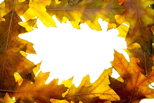 Simple frame from oak autumn leaves — Stock Photo, Image