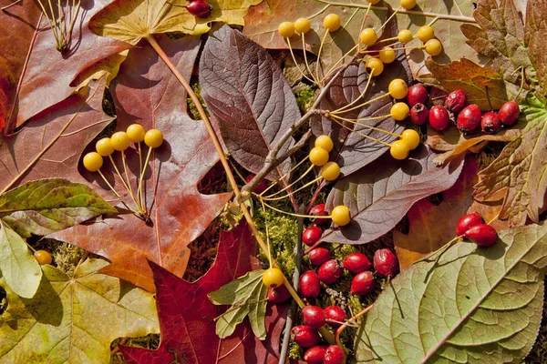 Bayas y hojas de otoño de fondo —  Fotos de Stock