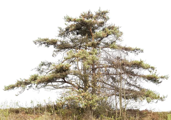 Eenzame stervende opdrogen pine — Stockfoto