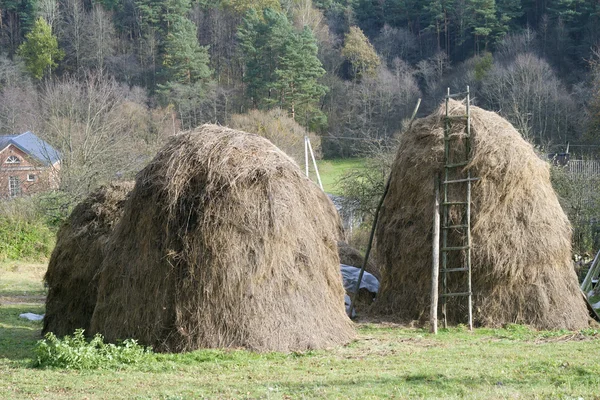 Dry grass fodder in haystacks — Stock Photo, Image