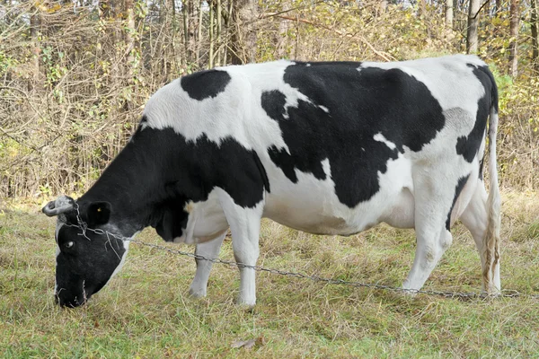 Vaca preta e branca come uma grama — Fotografia de Stock