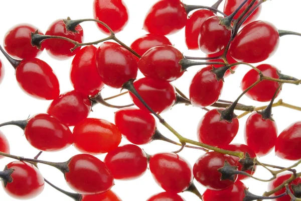 Rote giftige Beeren des Nachtschattens — Stockfoto