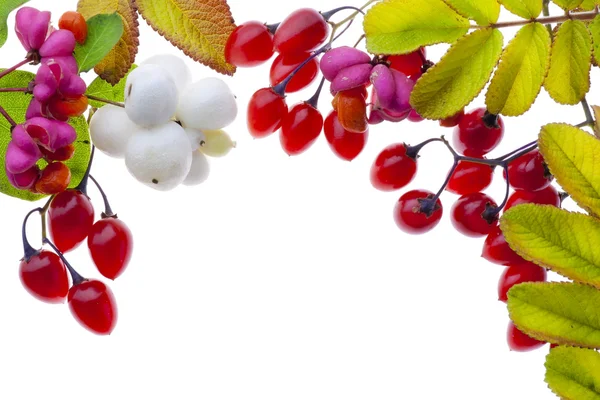 Autumn plants and berries postcard — Stock Photo, Image