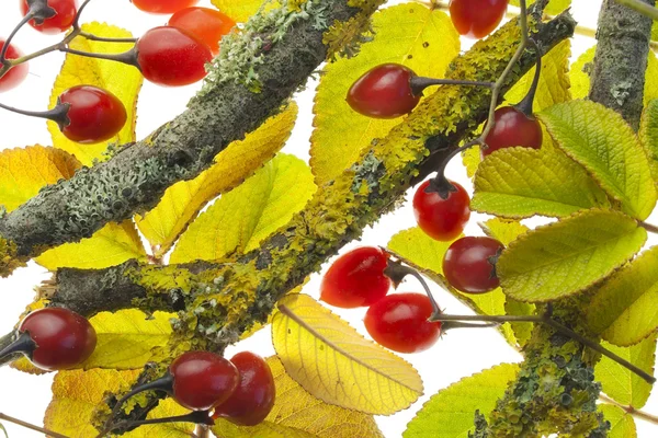 Jesienne i jagody — Zdjęcie stockowe